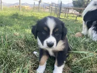Buster, a male Miniature Australian Shepherd for sale in Etna, WY – 4 of 5