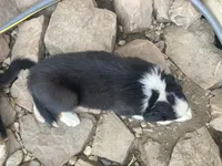 Spot, a male Miniature Australian Shepherd for sale in Etna, WY – 3 of 3