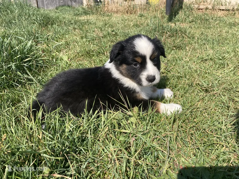 Buster – Miniature Australian Shepherd puppy for sale in Etna, WY