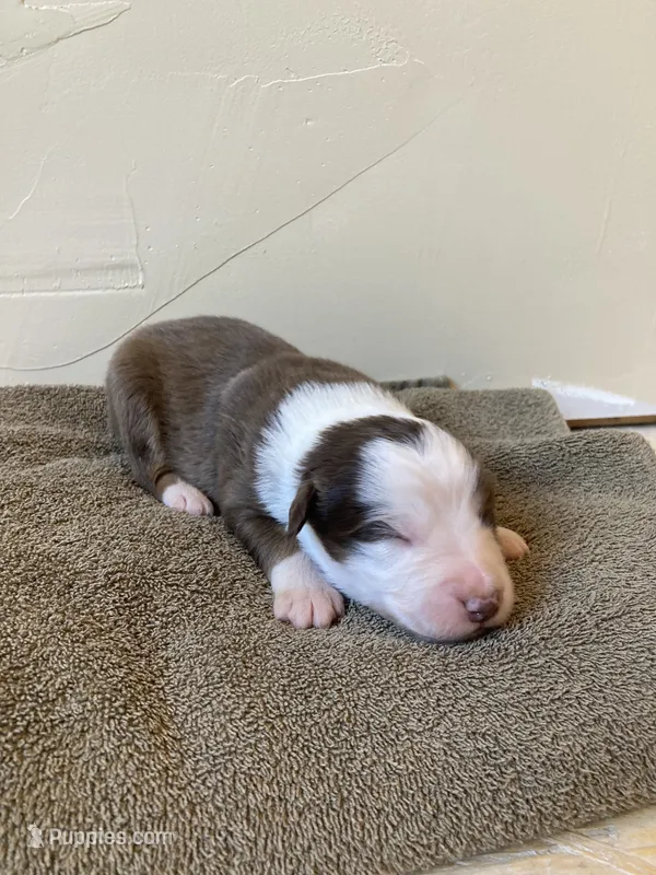 Chuckles  – Miniature Australian Shepherd puppy for sale in Etna, WY