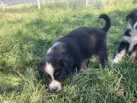 Buster, a male Miniature Australian Shepherd for sale in Etna, WY – 5 of 5