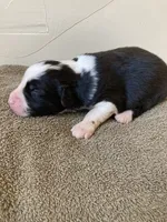 Spot, a male Miniature Australian Shepherd for sale in Etna, WY – 2 of 3