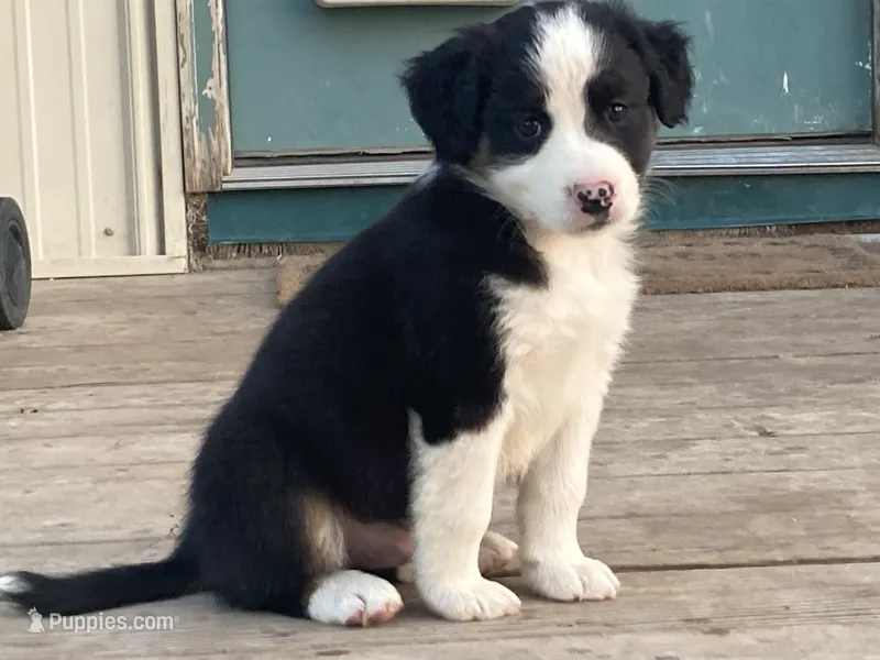 Spot – Miniature Australian Shepherd puppy for sale in Etna, WY