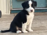 Spot, a male Miniature Australian Shepherd for sale in Etna, WY – 1 of 3