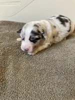 Pebbles, a female Miniature Australian Shepherd for sale in Etna, WY – 2 of 3