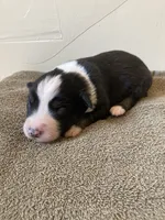 Rascal, a male Miniature Australian Shepherd for sale in Etna, WY – 2 of 3