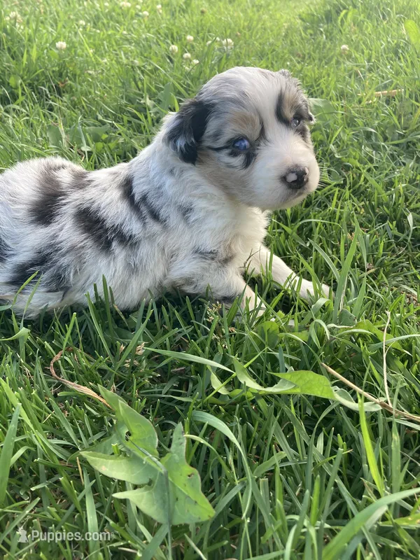 Pebbles – Miniature Australian Shepherd puppy on hold in Etna, WY