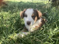 Chuckles , a male Miniature Australian Shepherd for sale in Etna, WY – 4 of 4