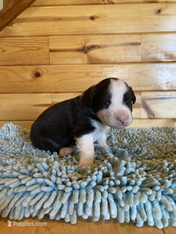 Spot – Miniature Australian Shepherd puppy for sale in Etna, WY
