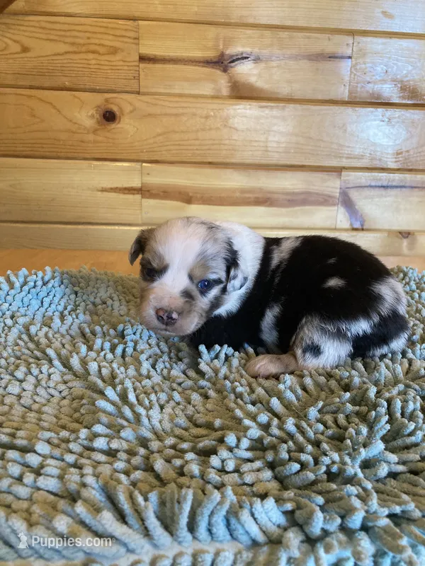 Hula – Miniature Australian Shepherd puppy for sale in Etna, WY