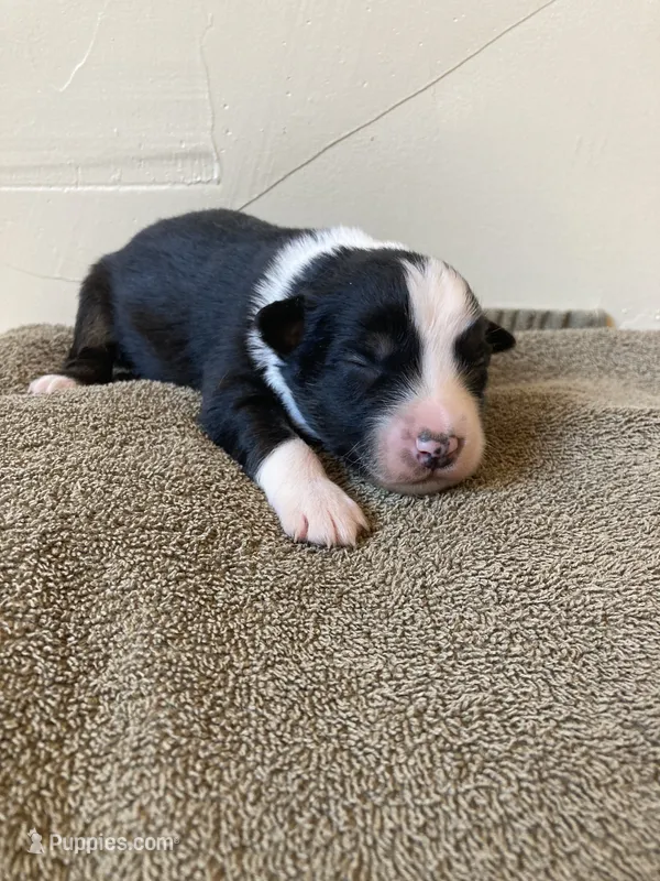 Rascal – Miniature Australian Shepherd puppy for sale in Etna, WY