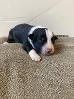 Rascal, a male Miniature Australian Shepherd for sale in Etna, WY – 1 of 3