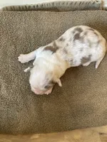 Luna, a female Miniature Australian Shepherd for sale in Etna, WY – 3 of 3