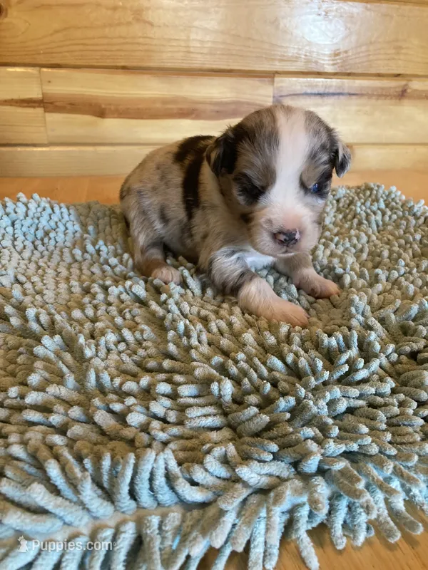 Rowdy – Miniature Australian Shepherd puppy for sale in Etna, WY