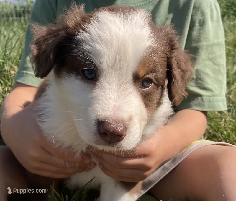 Chuckles  – Miniature Australian Shepherd puppy for sale in Etna, WY