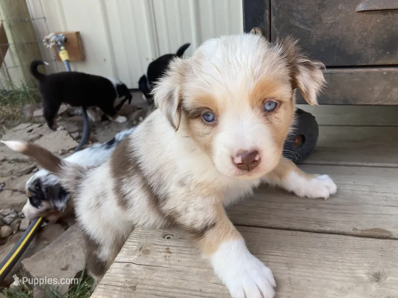 Coral – Miniature Australian Shepherd puppy on hold in Etna, WY