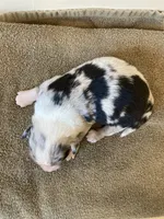 Rowdy, a male Miniature Australian Shepherd for sale in Etna, WY – 3 of 3