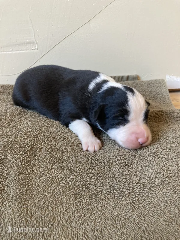 Spot – Miniature Australian Shepherd puppy for sale in Etna, WY