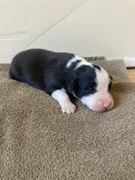 Spot, a male Miniature Australian Shepherd for sale in Etna, WY – 1 of 3