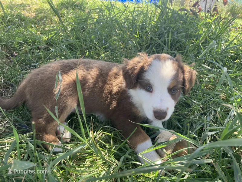Chuckles  – Miniature Australian Shepherd puppy for sale in Etna, WY