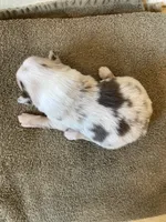 Coral, a female Miniature Australian Shepherd for sale in Etna, WY – 3 of 3
