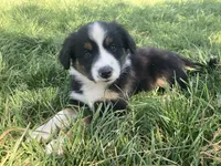 Rascal, a male Miniature Australian Shepherd for sale in Etna, WY – 2 of 3