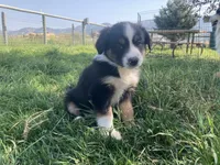 Buster, a male Miniature Australian Shepherd for sale in Etna, WY – 3 of 5