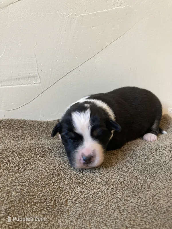 Tiki – Miniature Australian Shepherd puppy for sale in Etna, WY