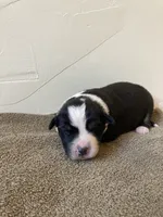 Tiki, a female Miniature Australian Shepherd for sale in Etna, WY – 1 of 3
