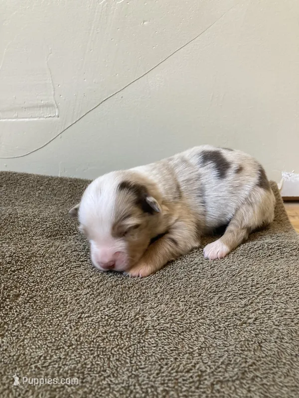 Coral – Miniature Australian Shepherd puppy for sale in Etna, WY