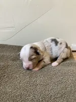 Coral, a female Miniature Australian Shepherd for sale in Etna, WY – 1 of 3