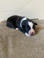 Buster, a male Miniature Australian Shepherd for sale in Etna, WY – 1 of 3