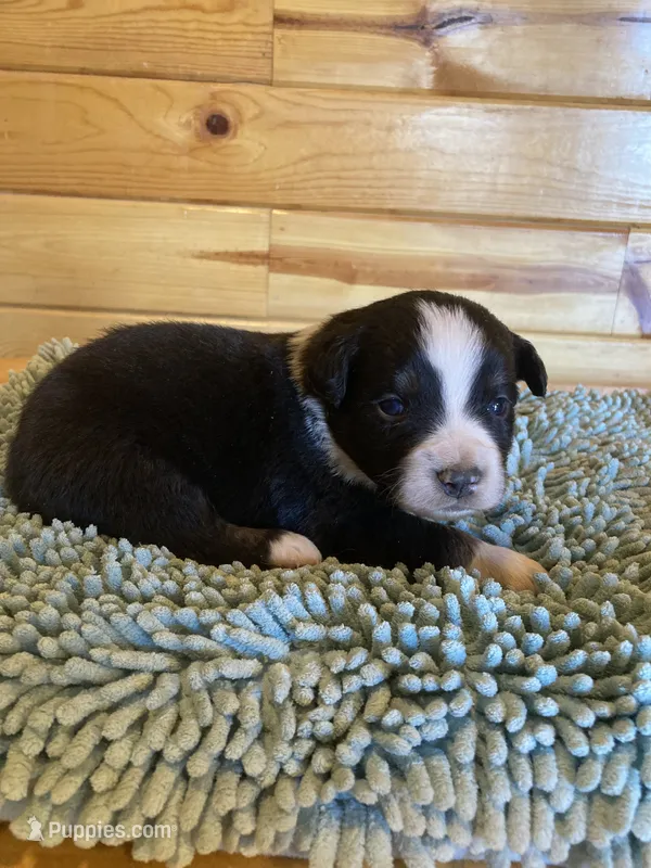 Buster – Miniature Australian Shepherd puppy for sale in Etna, WY