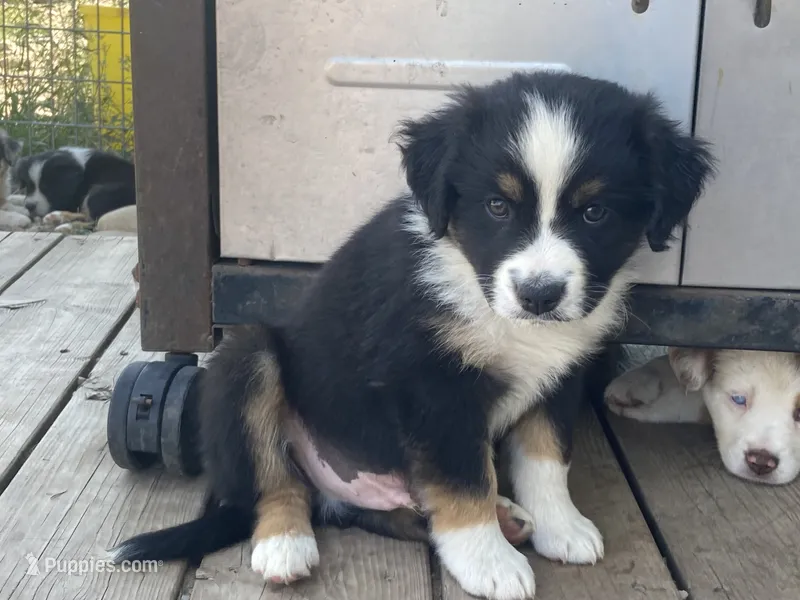 Buster – Miniature Australian Shepherd puppy for sale in Etna, WY