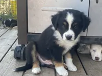 Buster, a male Miniature Australian Shepherd for sale in Etna, WY – 1 of 5