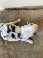 Pebbles, a female Miniature Australian Shepherd for sale in Etna, WY – 3 of 3