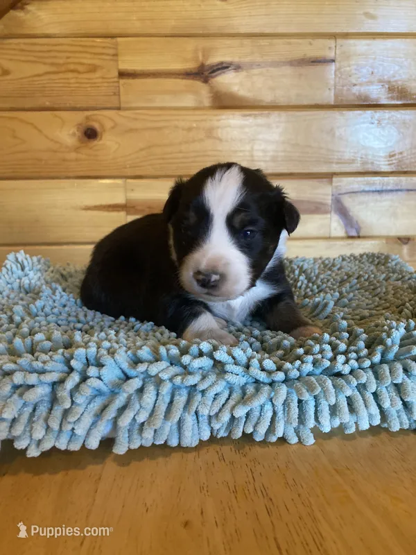 Rascal – Miniature Australian Shepherd puppy for sale in Etna, WY