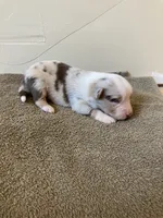 Coral, a female Miniature Australian Shepherd for sale in Etna, WY – 2 of 3