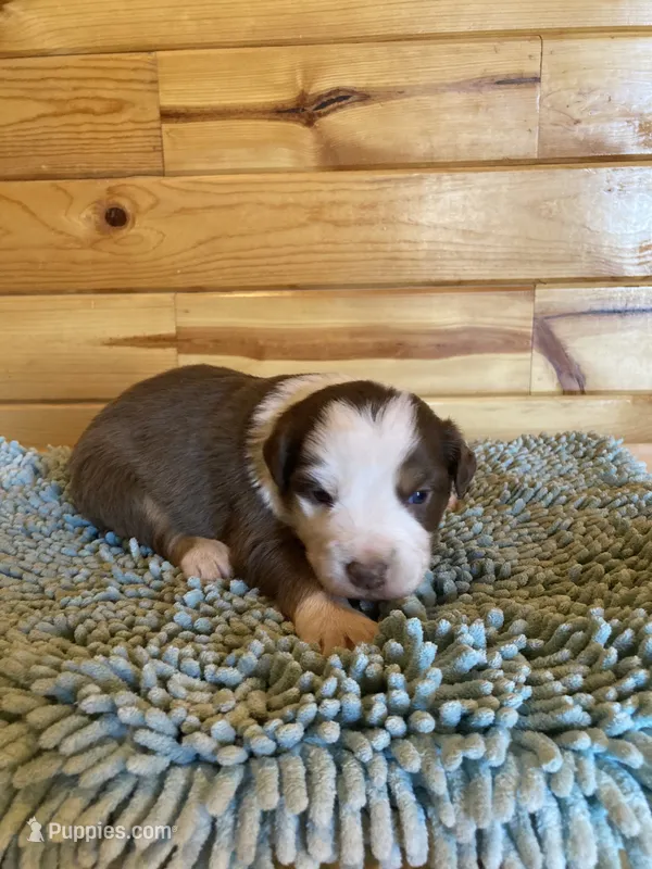 Chuckles  – Miniature Australian Shepherd puppy for sale in Etna, WY