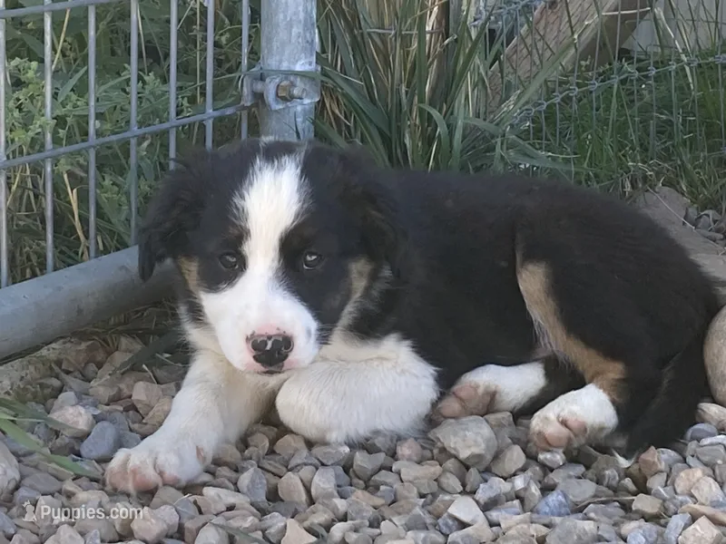Spot – Miniature Australian Shepherd puppy for sale in Etna, WY