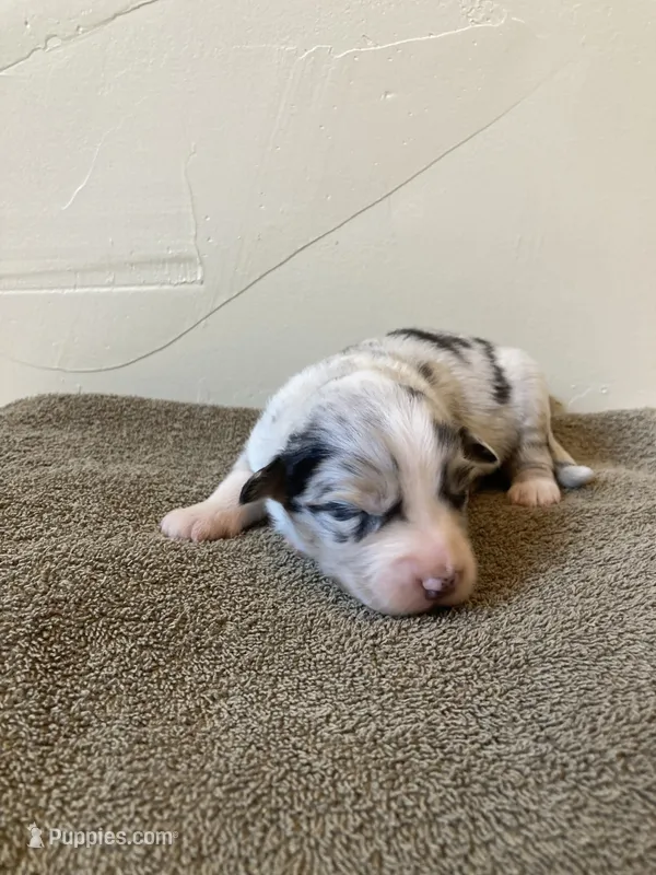 Pebbles – Miniature Australian Shepherd puppy for sale in Etna, WY