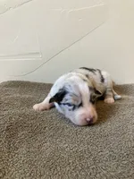 Pebbles, a female Miniature Australian Shepherd for sale in Etna, WY – 1 of 3