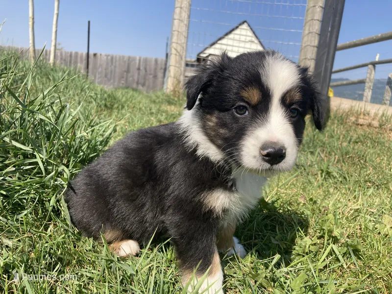 Rascal – Miniature Australian Shepherd puppy for sale in Etna, WY