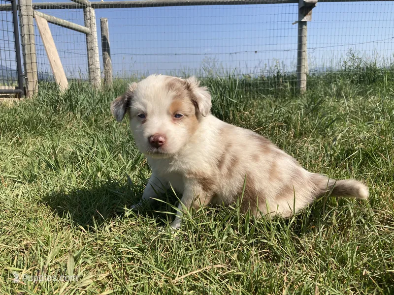 Luna – Miniature Australian Shepherd puppy for sale in Etna, WY