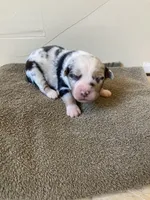Hula, a female Miniature Australian Shepherd for sale in Etna, WY – 2 of 3