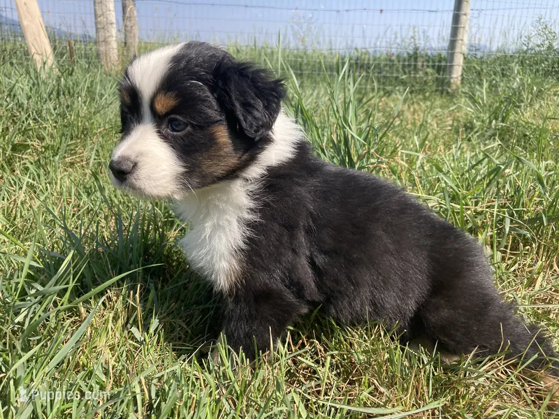 Tiki – Miniature Australian Shepherd puppy for sale in Etna, WY