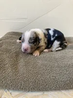 Rowdy, a male Miniature Australian Shepherd for sale in Etna, WY – 2 of 3