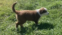 Chuckles , a male Miniature Australian Shepherd for sale in Etna, WY – 3 of 4