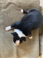 Rascal, a male Miniature Australian Shepherd for sale in Etna, WY – 3 of 3