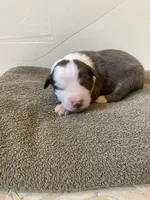 Chuckles , a male Miniature Australian Shepherd for sale in Etna, WY – 2 of 3